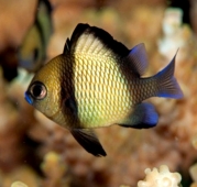 Дасцилл сетчатый (Dascyllus reticulatus) M (до 4 см.)