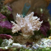 Синулярия  (Sinularia sp.) S (до 5 см.)