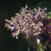 Синулярия  (Sinularia sp.) L (до 10 см.)