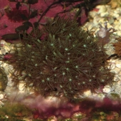 Клавулярия (Clavularia sp.) S (до 5 см.)