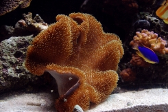 Саркофитон (Sarcophyton sp.) S (до 5 см.)