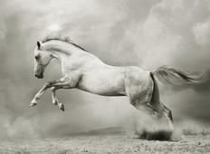 Фотопанно DIVINO Decor Белый конь А2-060. Челябинск