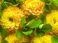 Фотопанно DIVINO Decor Желтые цветы Б1-316. Челябинск