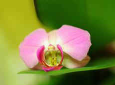 Фотопанно DIVINO Decor Розовая Орхидея Б1-326. Челябинск