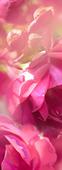Фотопанно DIVINO Decor Розовые цветы Б1-396. Челябинск