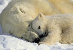 Фотообои Komar 1-605 Polar Bears. Челябинск