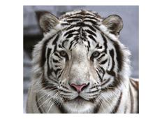 Фотообои DECOCODE Белый тигр 31-0006-NB. Челябинск