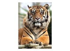 Фотообои DECOCODE Гордый тигр 21-0213-NY. Челябинск