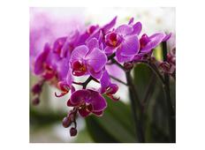 Фотообои DECOCODE Прекрасные орхидеи 31-0066-FV. Челябинск