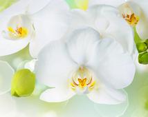 Фотообои DIVINO Decor Белая орхидея Б1-379. Челябинск