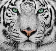 Фотообои DIVINO Decor Белый тигр Б1-077. Челябинск