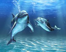 Фотообои DIVINO Decor Два дельфина D2-064. Челябинск