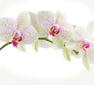 Фотообои DIVINO Decor Орхидея веточка Б1-394. Челябинск