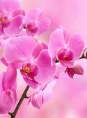Фотообои DIVINO Decor Орхидея розовая В1-089. Челябинск