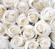 Фотообои DIVINO Decor Розы белые В1-091. Челябинск