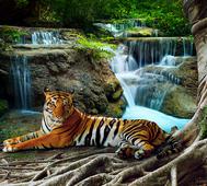 Фотообои DIVINO Decor Тигр у водопада В1-074. Челябинск