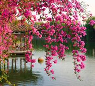 Фотообои DIVINO Decor Цветущие ветви в саду Китая В1-077. Челябинск