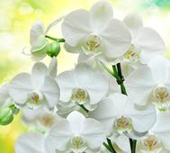Фотообои DIVINO Decor Белые орхидеи В1-085. Челябинск